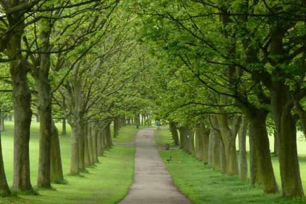 Avenue of trees on Woodhouse Moor